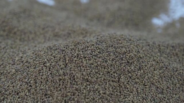 Extreme macro shot of tiny alfalfa seeds falling into a large pile