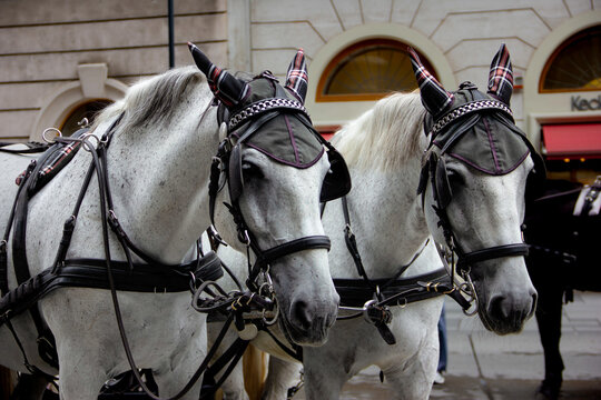 Pair of beautiful white horses in traditional harness for carriage rides on the city street
