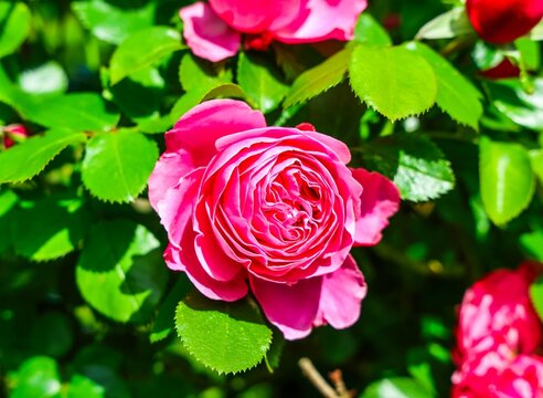 Pink rose blooming in green garden during spring