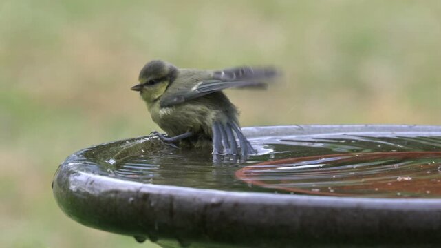Blue Tit (Cyanistes caeruleus) fledgling on the edge of a slipper garden bird bath, struggling before flying away. June, Kent, UK [Slow motion x5]