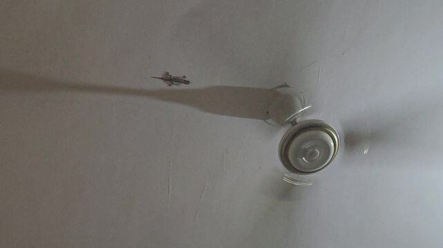 A house gecko searches for insects near a ceiling fan base. Night lights attract prey amid a heat wave, triggering hyperphobia and emphasizing the energy crisis.
