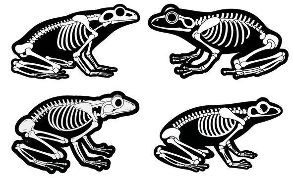 Detailed vector graphic illustration featuring a set of four anatomical frog skeletons presented in a clean black and white artistic style for educational biology projects and various scientific resea