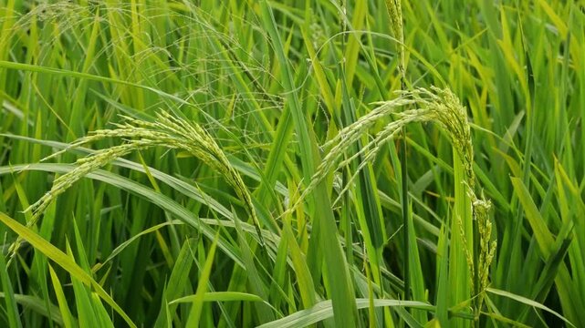 A close-up slow motion shot of textured green rice panicles swaying softly, perfect for nature and agriculture backgrounds.