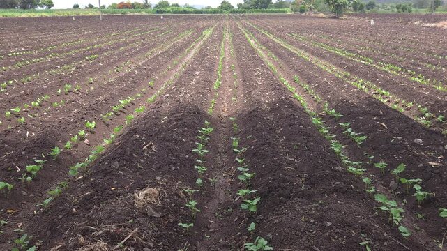 Rows of young green common bean (ghevada) saplings growing in fertile loam furrows of a cultivated agricultural field, showing healthy sprout growth and fresh crop cultivation on rural farmland.