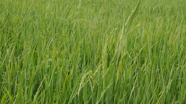 An organic handheld b-roll capturing the peaceful and calm movement of healthy green rice plants in slow motion.