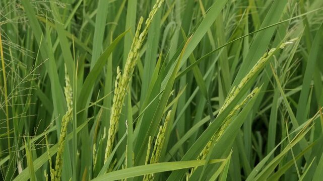 Close-up horizontal video of organic green crop moving slowly in the breeze, symbolizing rich agricultural growth.