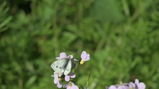 Green-Veined White butterfly (Pieris napi) feeding on Lady's Smock (Cardamine pratensis) before flying away. Kent, UK [Slow motion x10]