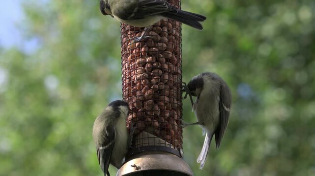 Great Tit (Parus major) and one Blue Tit fledglings eating peanuts from a garden bird feeder. May, Kent, UK [Normal speed]