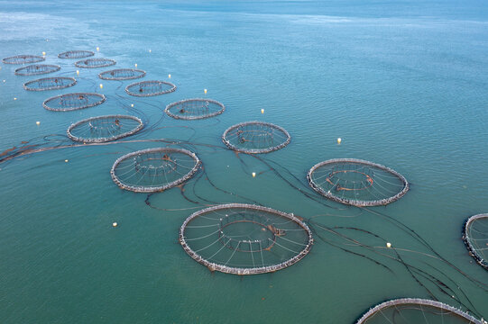 Aerial drone view of salmon farming cages and aquaculture facilities in the Bay of Fundy near Digby Nova Scotia Canada