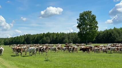 Obraz premium Herd of dairy cows grazing on lush green pasture under bright blue sky with scattered clouds