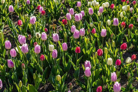 Tulipany - tło