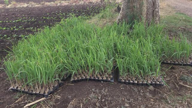 Sugarcane saplings ready for farm transplantation. Young green shoots grown in recyclable plastic nursery trays. Perfect agricultural stock for pre-monsoon planting to maximize crop yield.