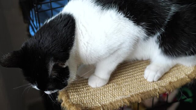 Cat at home