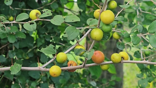 Fresh small jujube berries, Indian Ber or Jharberi. Round maroon fruit harvested from sharp thorn branches. Natural antioxidant superfood that regulates blood sugar and rejuvenates skin.