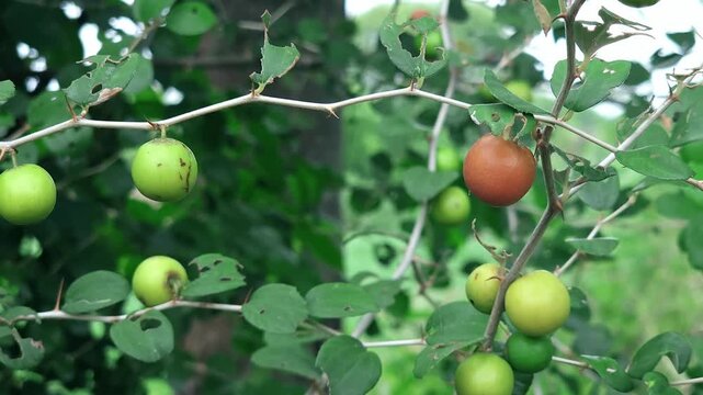 Sweet summer joy of wild jujube fruit, Ber or Jharberi (Ziziphus nummularia) from spiky thorn branches. Tangy maroon berries bring childhood school nostalgia, boosting immunity with Vitamin C.