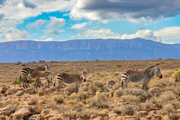 Fototapeta premium Mountain Zebra grazing in Karoo game reserve