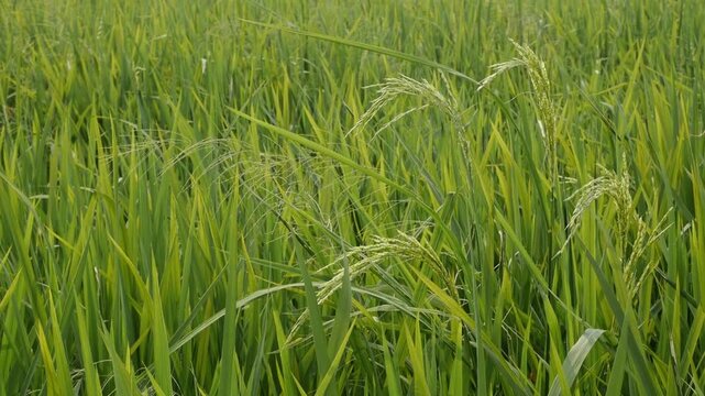 Detailed slow motion footage of lush green paddy crop leaves rippling naturally on a sunny day.