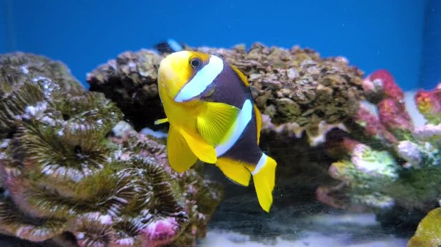 A Clark's anemonefish, also known as the yellowtail clownfish, in the aquarium.