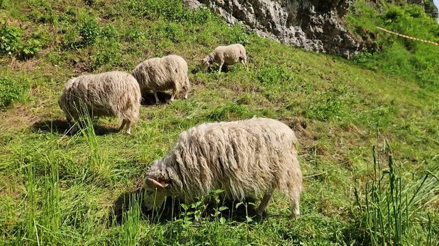 Fluffy sheep grazing peacefully on a lush green mountainside pasture