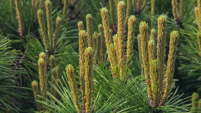 Close-up of pine tree new growth and needles in sunlight