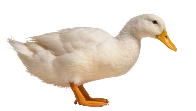 White duck with yellow beak and orange legs, isolated on transparent background