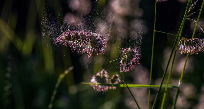 Flowering cocksfoot grass releasing airborne pollen. Macro image illustrating seasonal allergies, hay fever symptoms, respiratory health and environmental exposure.
