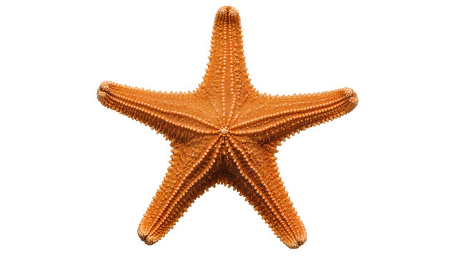 Orange starfish with five arms detailed texture, isolated on transparent background