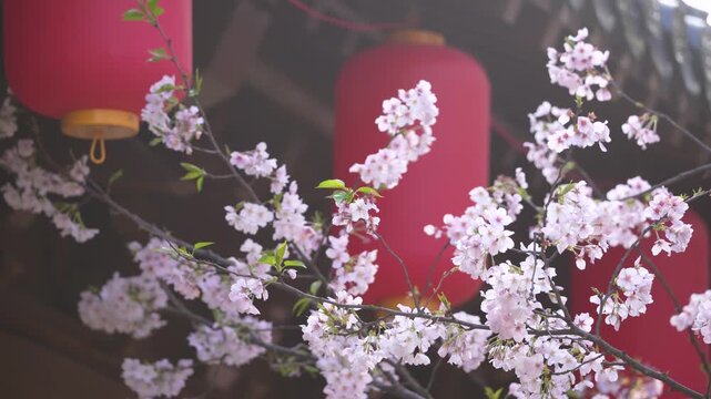 Cherry Blossoms and Red Lanterns in Spring Festival Setting