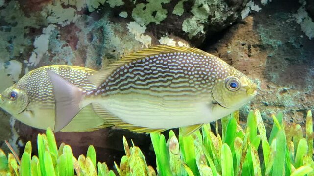 Close-up of a streaked spinefoot displaying distinctive striped patterns and vibrant coloration.
