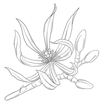 Cananga Botanical Flower Sketch Tropical Aromatic Illustration