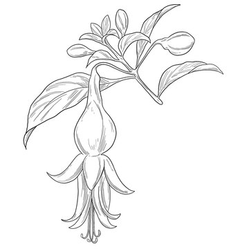 Fuchsia Botanical Flower Painting Natural Floral Illustration