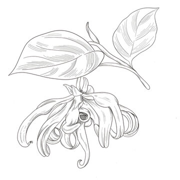 Ylang ylang Cananga Botanical Flower Sketch Tropical Aromatic Illustration