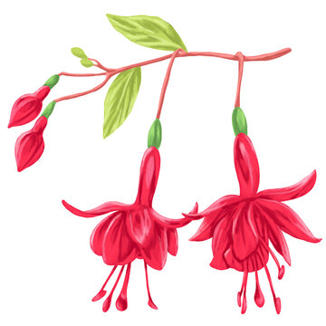 Fuchsia Botanical Flower Painting Natural Floral Illustration