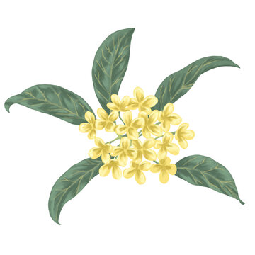 Osmanthus Flower Botanical Vintage Painting Illustration