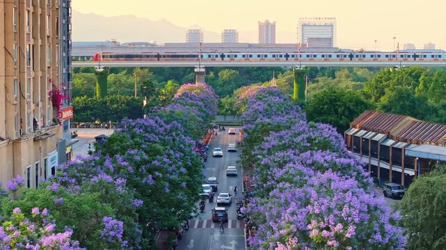 Sunset Elevated Train Above Blooming Jacaranda Street in the City