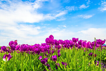 Obraz premium Fields of blooming tulips