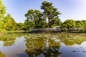Fototapeta premium Pond surrounded by trees
