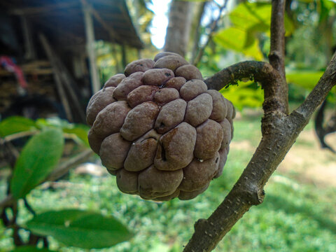 Purple sugar apple fruit ripening on a branch in a tropical garden