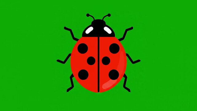 Animated red ladybug illustration moving its legs and crawling on a solid bright green screen background