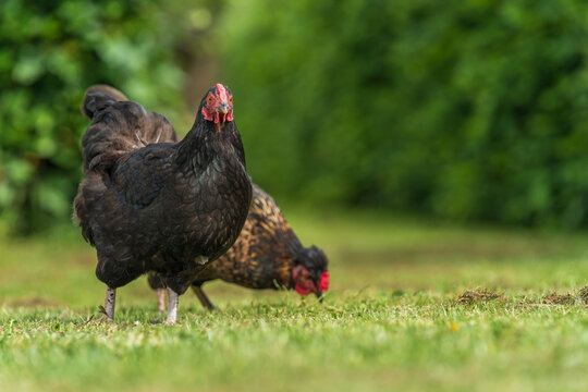 Black free range hen pecking at green grass in garden
