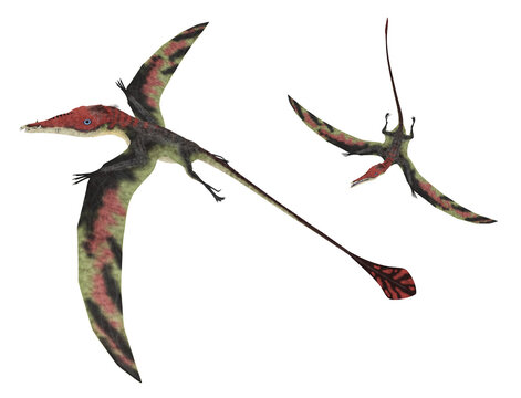 Flugsaurier Eudimorphodon, Freisteller