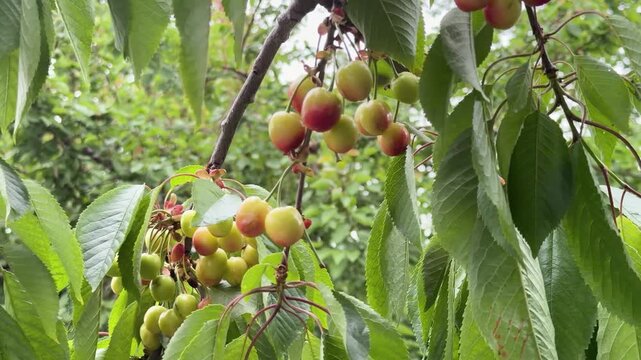 Close-up footage of berries infected with Monilia fruit rot (Monilinia spp.)