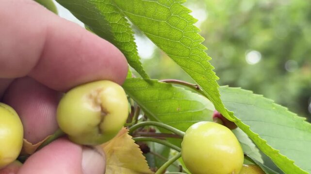 Fungal plant infection: Monilinia fruit rot symptoms on affected berries