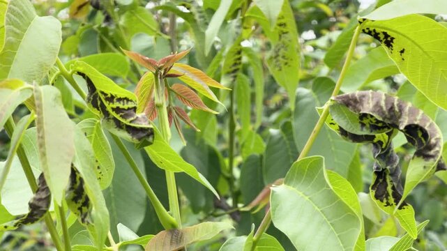 Close-up of walnut tree leaves severely affected by blight. Distinct dark, necrotic lesions along the leaf veins indicate fungal or bacterial infection.