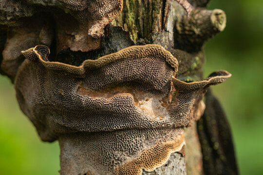 Macro shot of the unique honeycomb porous texture of a wild polypore mushroom on a tree trunk