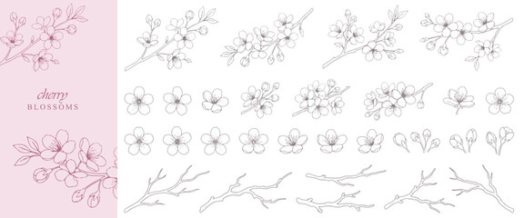 Obraz premium Set of Cherry Blossom Flowers and Branches, Detailed Spring Botanical Background for Valentine’s Day Invitations, Wallpapers and Save the Date Cards