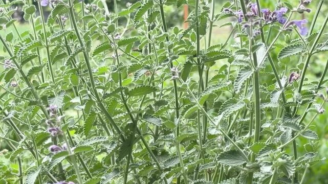 Cinematic close-up of lush, healthy peppermint stems and leaves. Showcases rich green texture, serrated leaf edges, and natural vitality. Perfect for organic products, herbal tea, or wellness content.