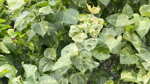 Technical macro footage of lilac leaves in advanced stages of viral pathogenesis. Focuses on the mosaic patterns, severe chlorosis, and resulting tissue deformation. For science and pathology.
