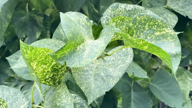 Close-up of lilac (Syringa vulgaris) leaves showing distinct symptoms of virus infection. Visible features include mottled yellow patterns, ring spots, and chlorosis. Filmed in a garden setting.