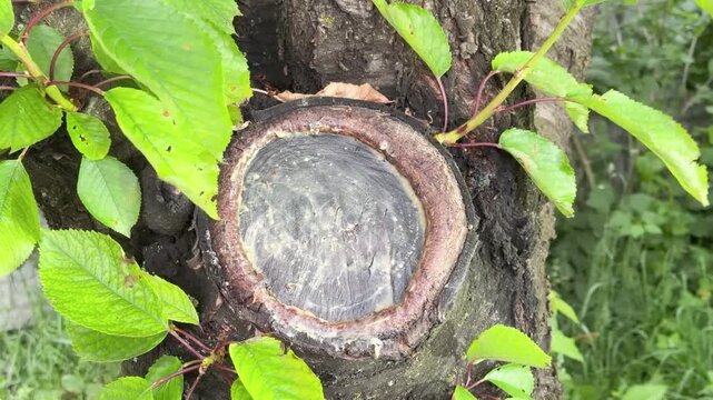 Cinematic close-up of a well-executed tree branch cut showing healthy callus formation. Demonstrates correct pruning technique, where the tree successfully encapsulates the wound, ensuring long-term h